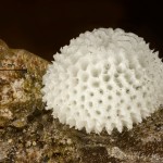 Thecla betulae - Ostrôžkár brezový 11-59-08v