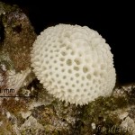 Thecla betulae - Ostrôžkár brezový 13-11-11v