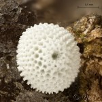 Thecla betulae - Ostrôžkár brezový 16-15-17v