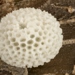 Thecla betulae - Ostrôžkár brezový cf. 10 11-22-16v