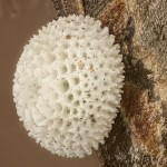 Thecla betulae - Ostrôžkár brezový cf. 10-30-54v