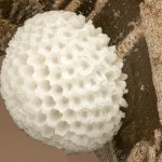 Thecla betulae - Ostrôžkár brezový cf. 14-20-15v