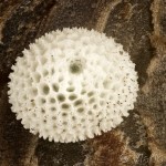 Thecla betulae - Ostrôžkár brezový cf. 18-13-15v