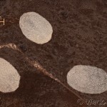 Plodia interpunctella - Vijačka papriková 13-59-55v