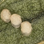 Pyralis regalis - Vijačka fialová 09-54-04vs