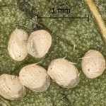 Pyralis regalis - Vijačka fialová 21-07-42vs