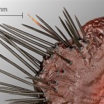 Saturnia pavoniella - Okáň priamočiary 10-51-46v