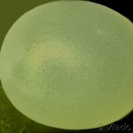 Marumba quercus - Lišaj dubový 19-55-36vs