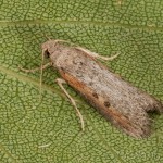 Aphomia zelleri - Vijačka Zellerova 22-12-53