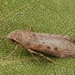 Aphomia zelleri - Vijačka Zellerova 22-15-44