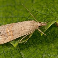Euchromius ocellea - Trávovec očkatý 22-33-52