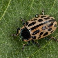 Chrysomela vigintipunctata - Liskavka dvanásťbodková 00-07-46