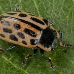 Chrysomela vigintipunctata - Liskavka dvanásťbodková 17-40-35