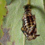 Chrysomela vigintipunctata (Scopoli, 1763) - Liskavka 09-12-03