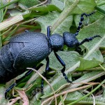 Meloe violaceus - Májka fialová 19-42-48