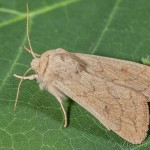 Mythimna vitellina - Mora žľtková IMG_9769