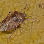 Rhaphigaster nebulosa - Bzdocha sivastá cf 10-32-27