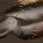 Lucanus cervus - Tarsus -(spodná časť) 12-27-02vs