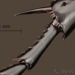 Scarabus sp. - Bystruška 13-57-17vs