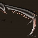 Scarabus sp. - Bystruška 14-29-19vs