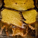 Vespula vulgaris - Osa útočná 19-06-51vs