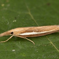 Agriphila selasella - Trávovec jačmeňový 22-39-06