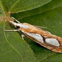 Catoptria pinella - Trávovec metlicový 18-33-06