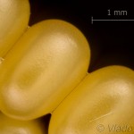 Endromis versicolora - Strakáč brezový 18-40-00vs