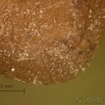 Tortrix viridana - Obaľovač zelený 18-45-43vs