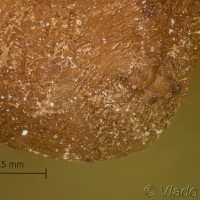 Tortrix viridana - Obaľovač zelený 18-45-43vs