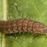 Agrotis cinerea - Siatica popolavá 09-47-56