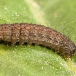 Agrotis cinerea - Siatica popolavá 09-48-56