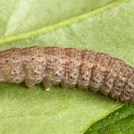 Agrotis cinerea - Siatica popolavá 09-54-51
