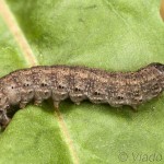 Agrotis cinerea - Siatica popolavá 18-22-54