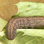 Agrotis cinerea - Siatica popolavá 18-23-54