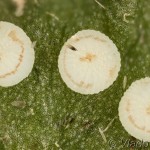Agrotis cinerea - Siatica popolavá 18-25-36