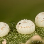 Agrotis cinerea - Siatica popolavá 19-21-39