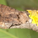 Agrotis cinerea - Siatica popolavá 20-08-16