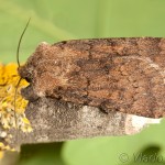 Agrotis cinerea - Siatica popolavá 20-09-53