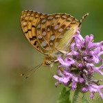 Argynnis aglaja - Perlovec veľký IMG_0121