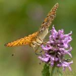 Argynnis aglaja - Perlovec veľký IMG_0124