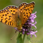 Argynnis aglaja - Perlovec veľký IMG_0125