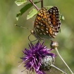 Argynnis aglaja - Perlovec veľký IMG_0244