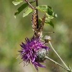 Argynnis aglaja - Perlovec veľký IMG_0245
