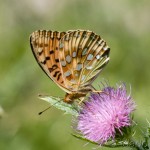 Argynnis aglaja - Perlovec veľký IMG_7749