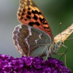 Argynnis pandora - Perlovec červený IMG_0391