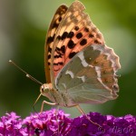 Argynnis pandora - Perlovec červený IMG_0400