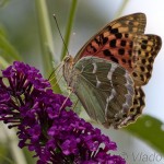 Argynnis pandora - Perlovec červený IMG_0408
