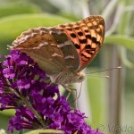 Argynnis pandora - Perlovec červený IMG_0412