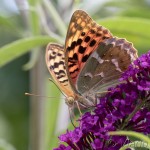 Argynnis pandora - Perlovec červený IMG_0413